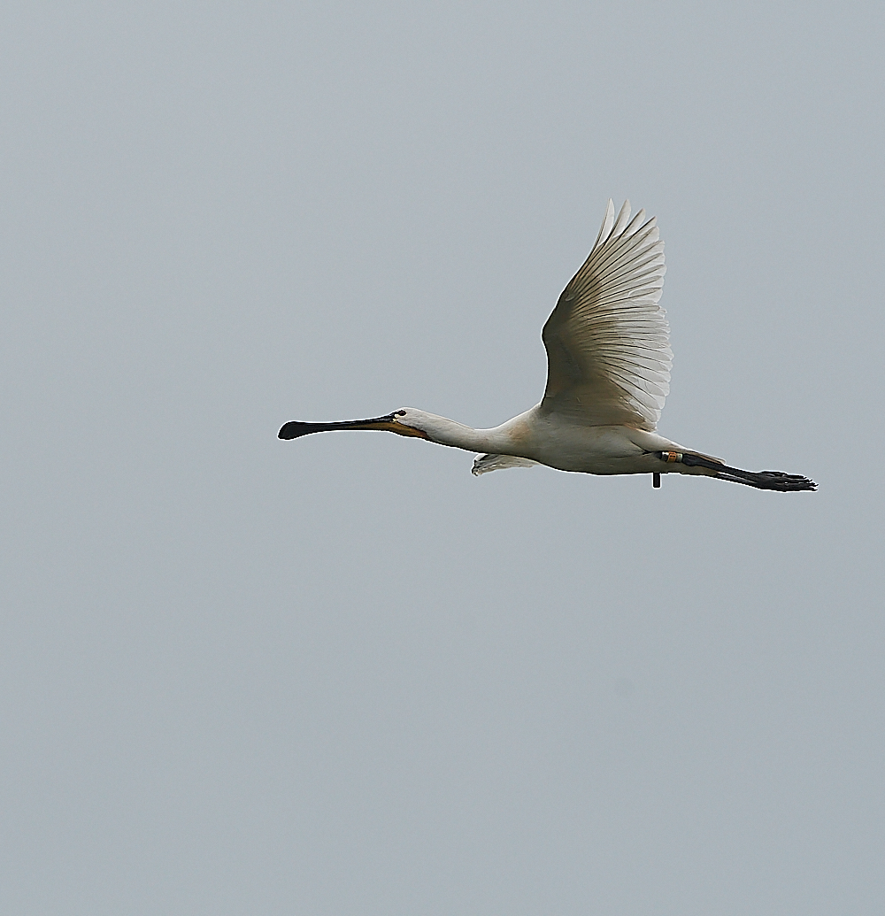 HicklingSpoonbill250621-2