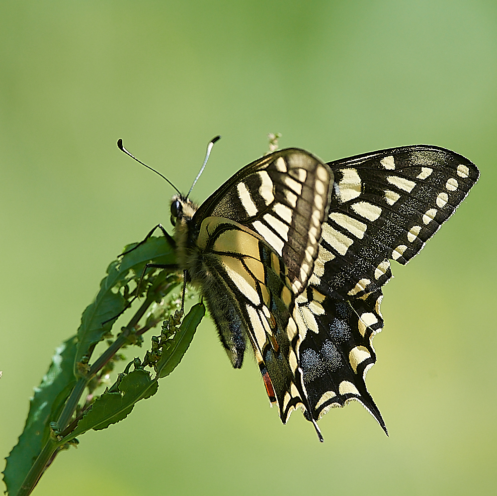 HicklingSwallowtail150621-3