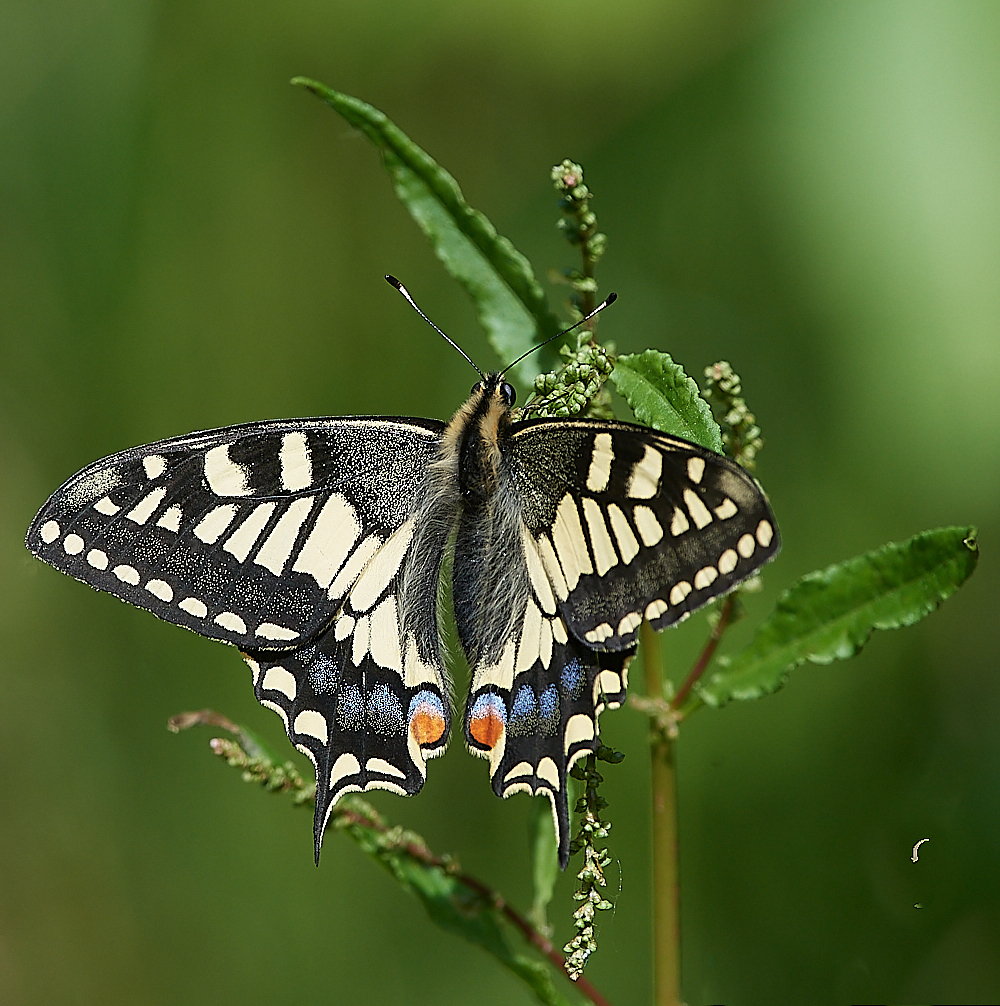 HicklingSwallowtail150621-5