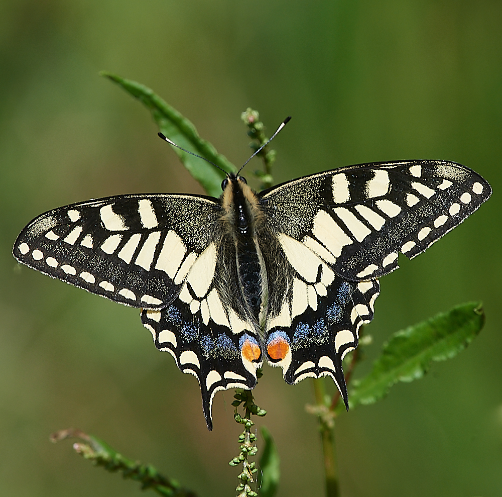 HicklingSwallowtail150621-6