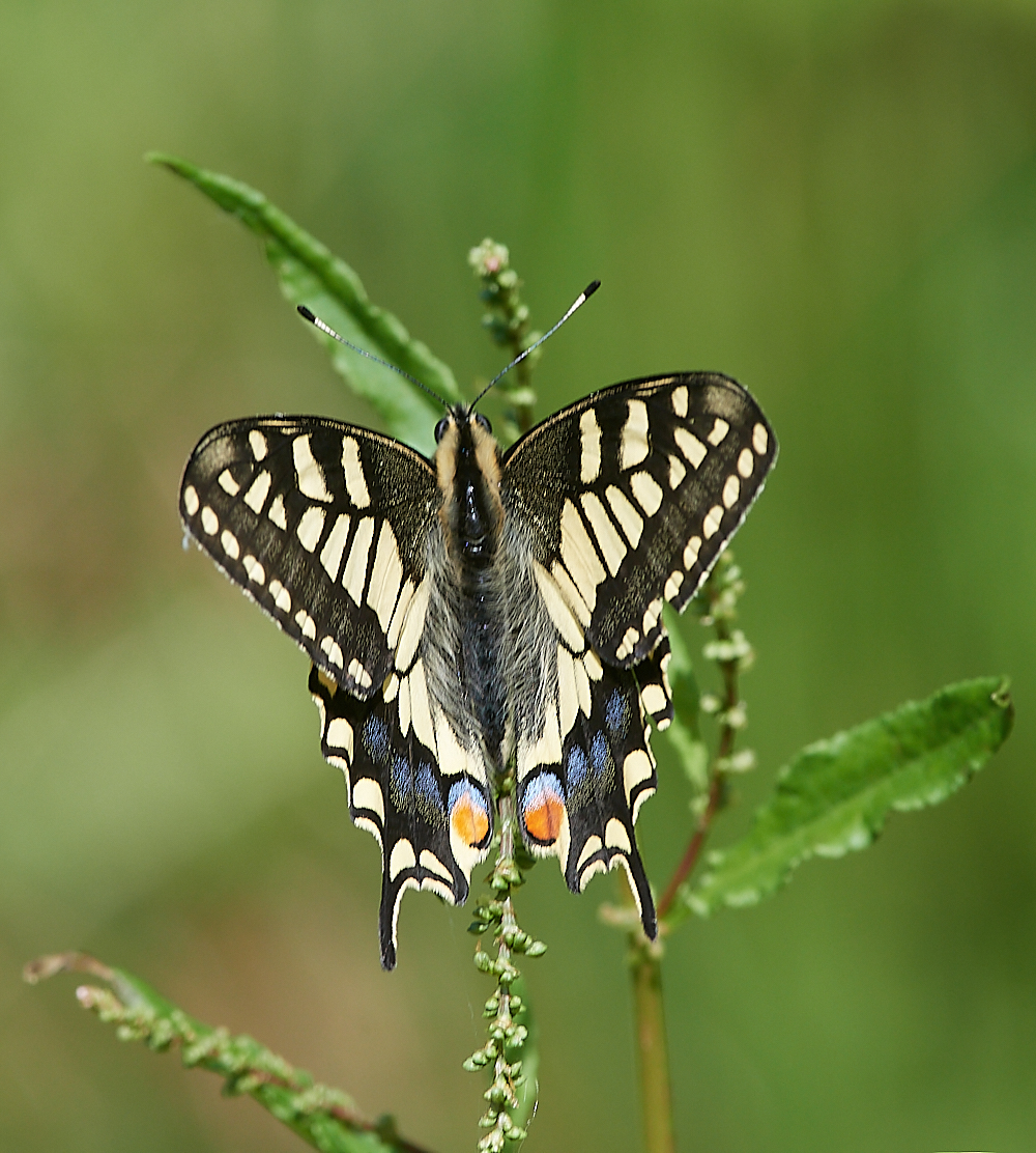 HicklingSwallowtail150621-7