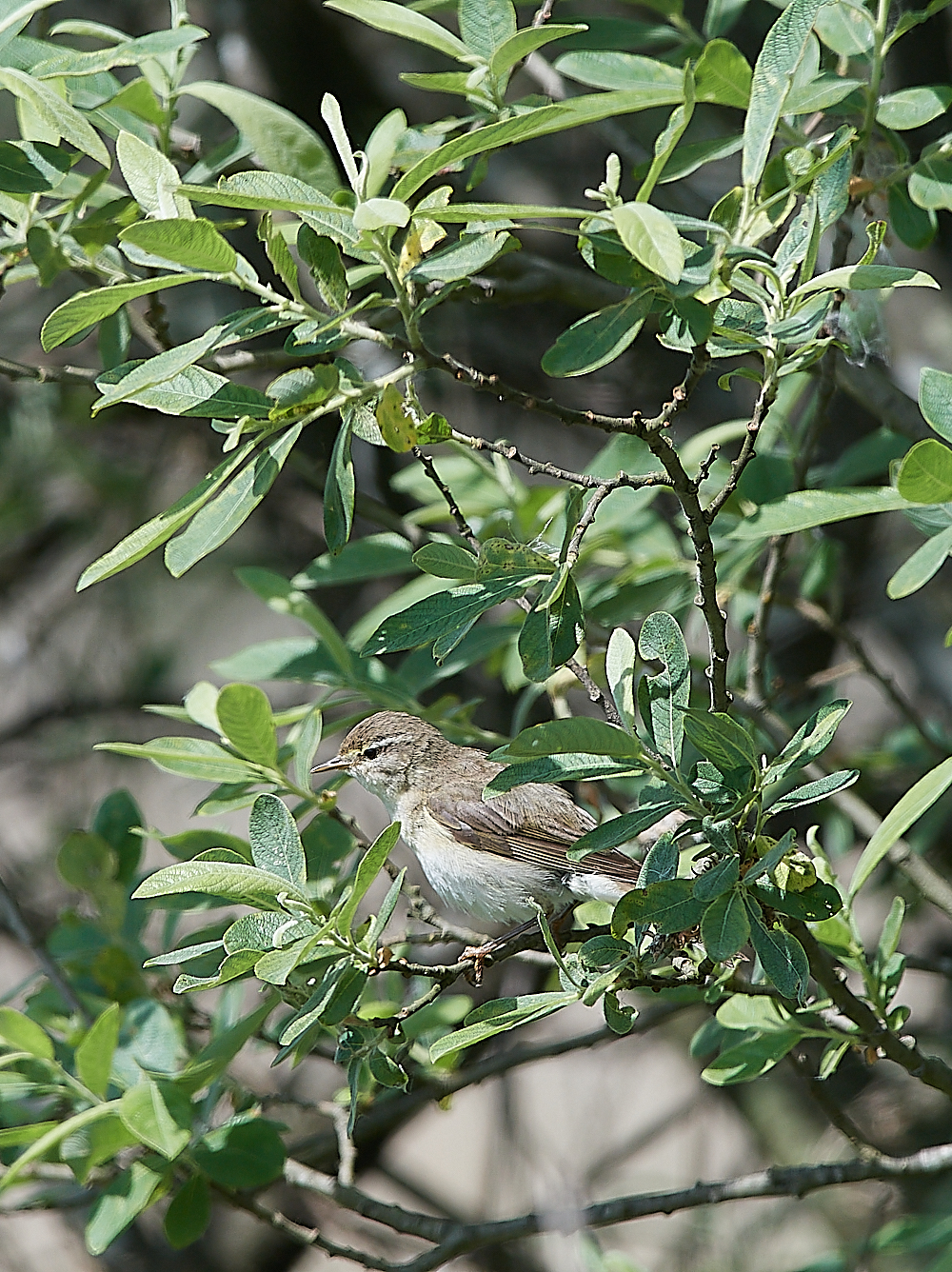 HicklingWillowWarbler150621-1