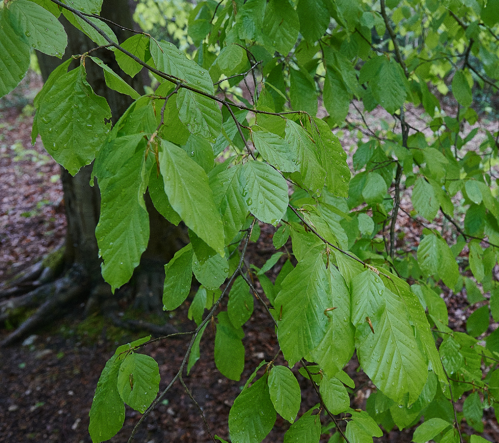 HoltCountryParkBeech160521-1