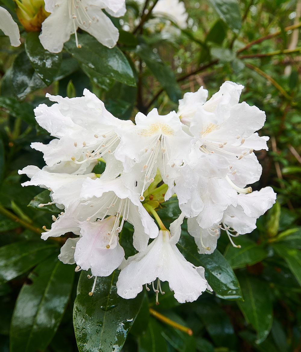 HoltCountryParkBird&#39;sRhodo160521-1