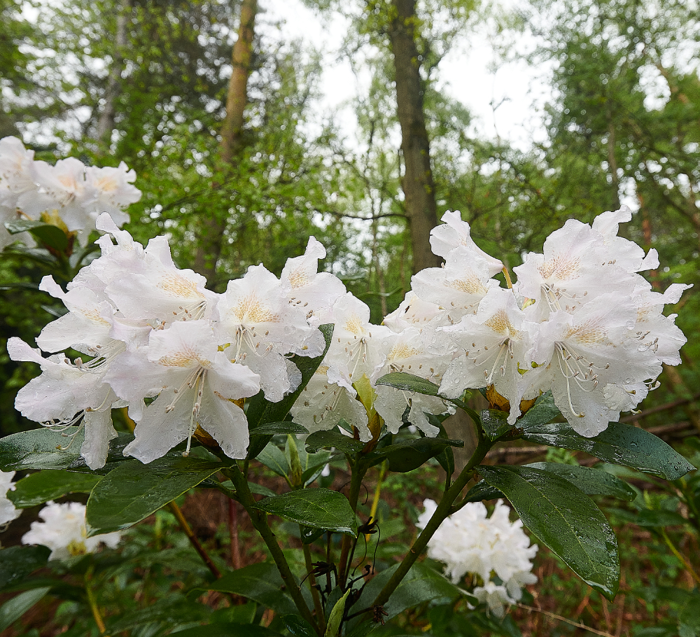 HoltCountryParkBird&#39;sRhodo160521-2