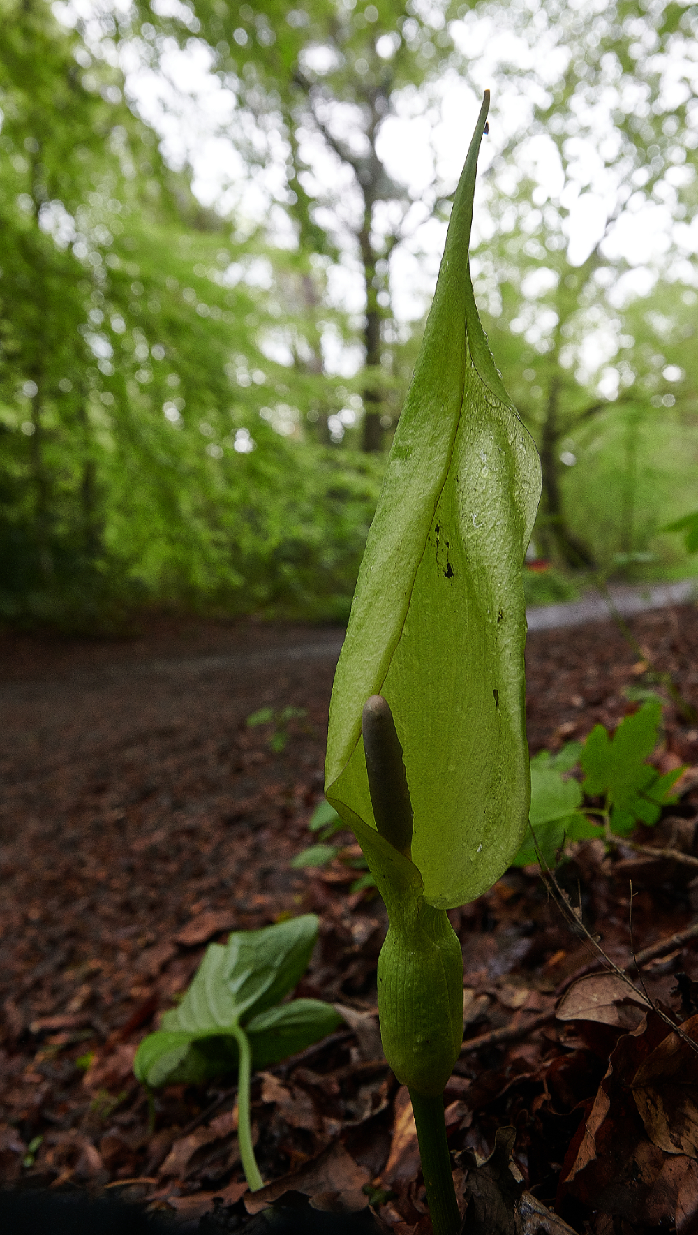 HoltCountryParkCuckooPint160521-1