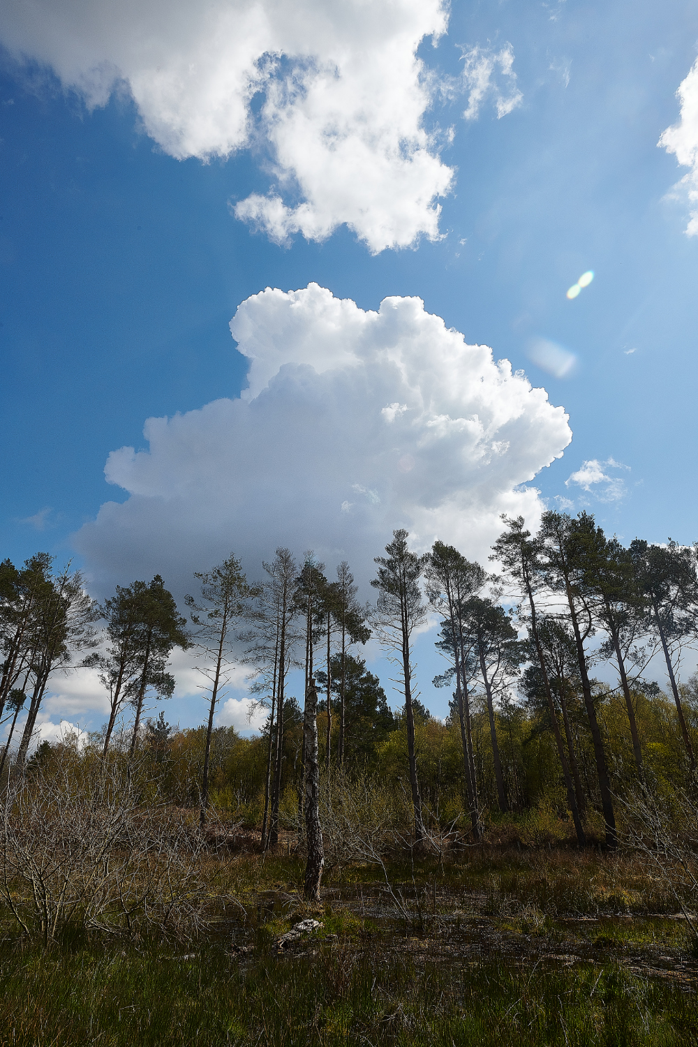 HoughenPlantation020521-3