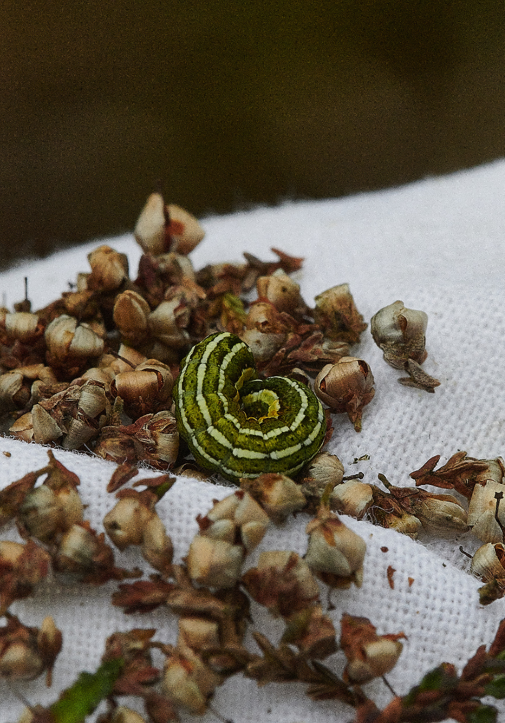 HoughenPlantationCaterpillar020521-1