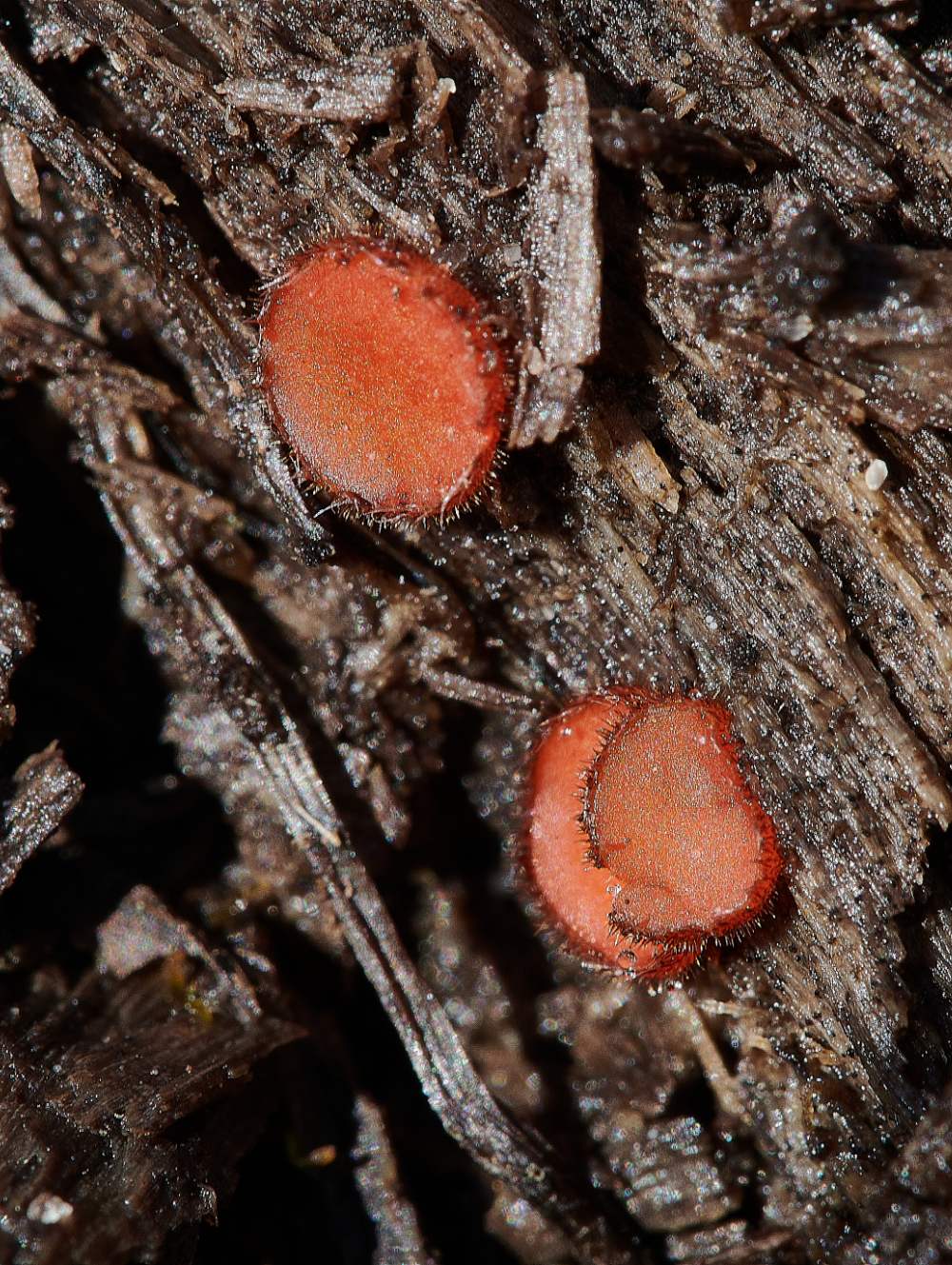 HoughenPlantationEyelashFungi020521-1