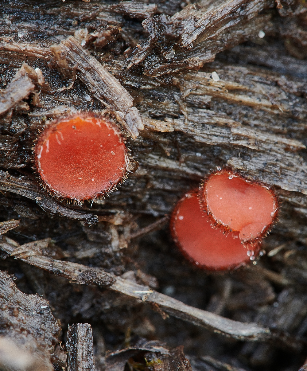 HoughenPlantationEyelashFungi020521-2