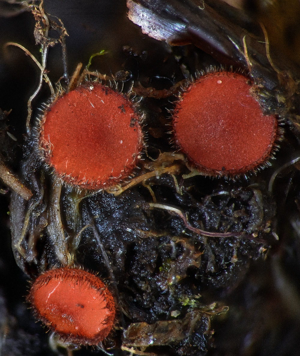 HoughenPlantationEyelashFungi020521-3