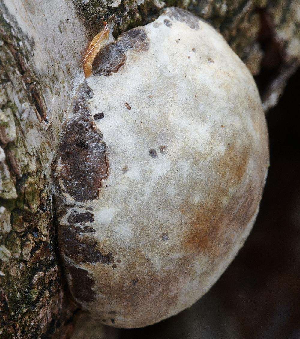 HoughenPlantationFalsePuffball020521-1