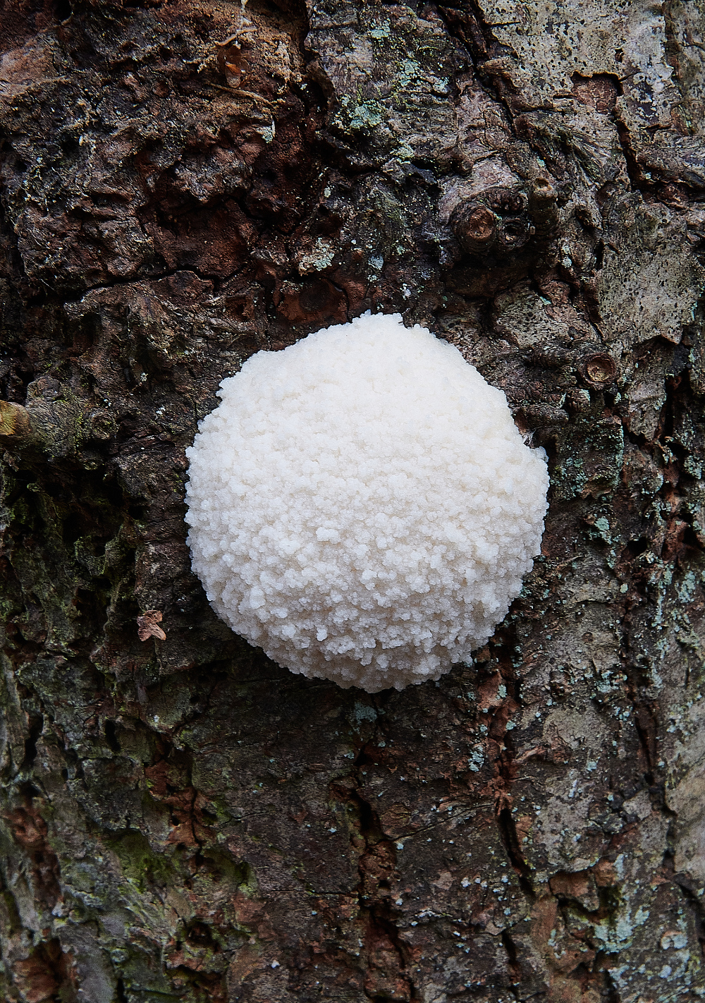 HoughenPlantationFalsePuffball020521-2