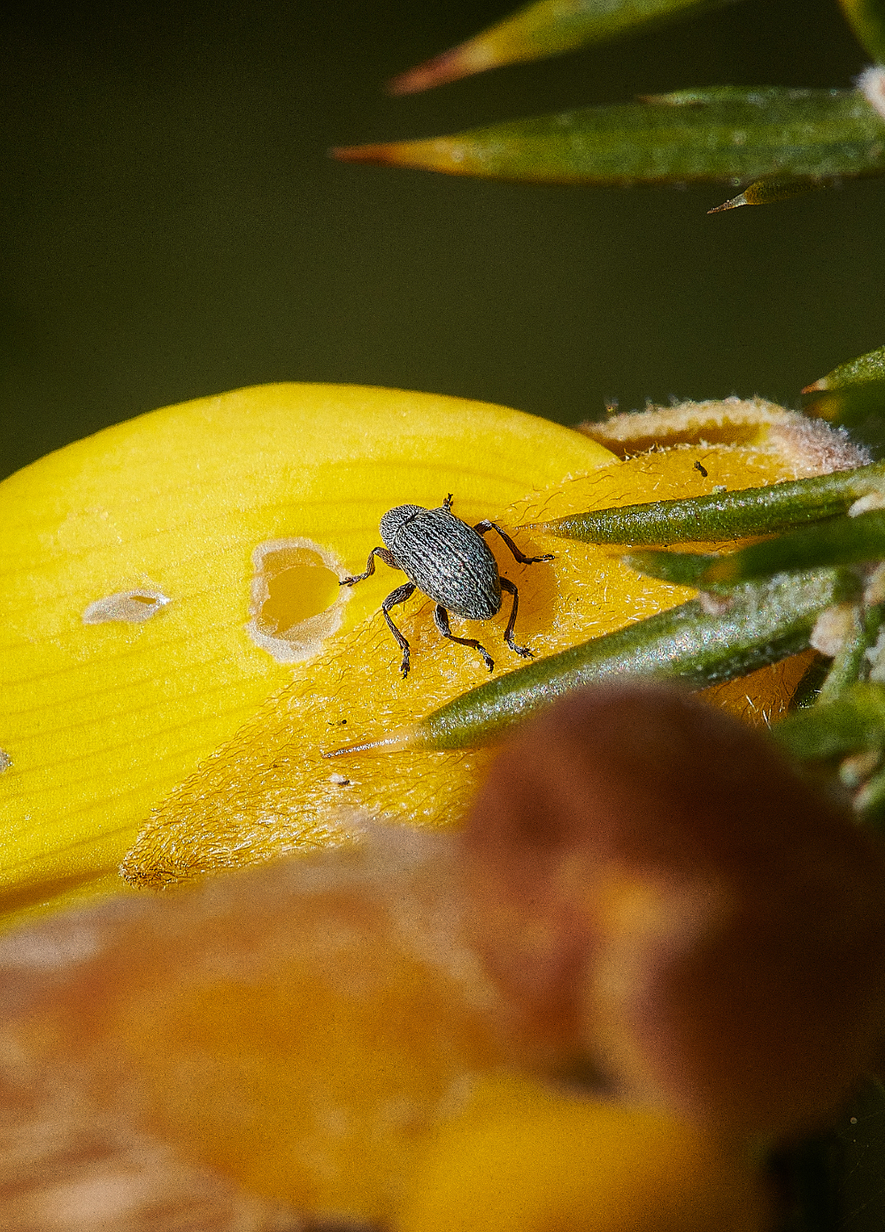 HoughenPlantationGorseWeevil020521-2