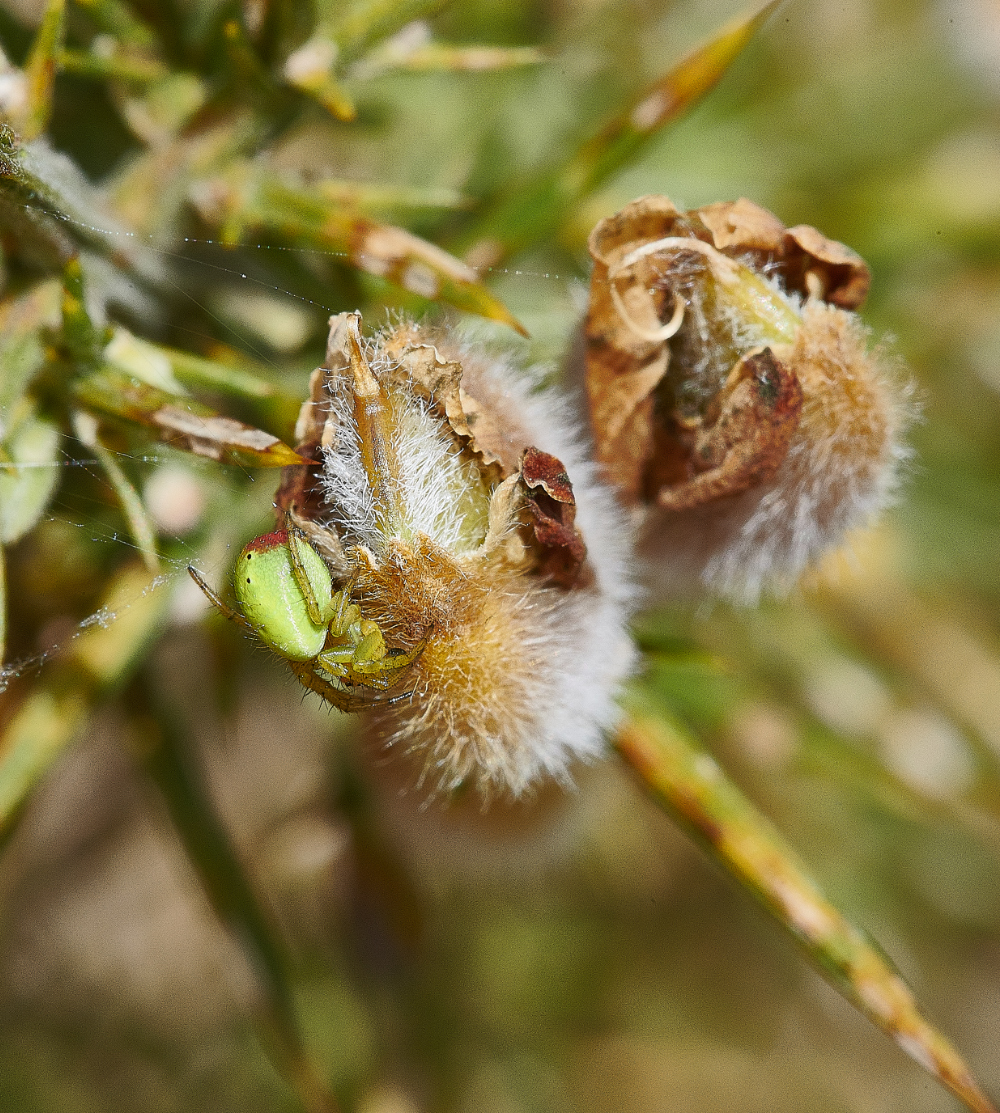 HoughenPlantationSpiderSp020521-3