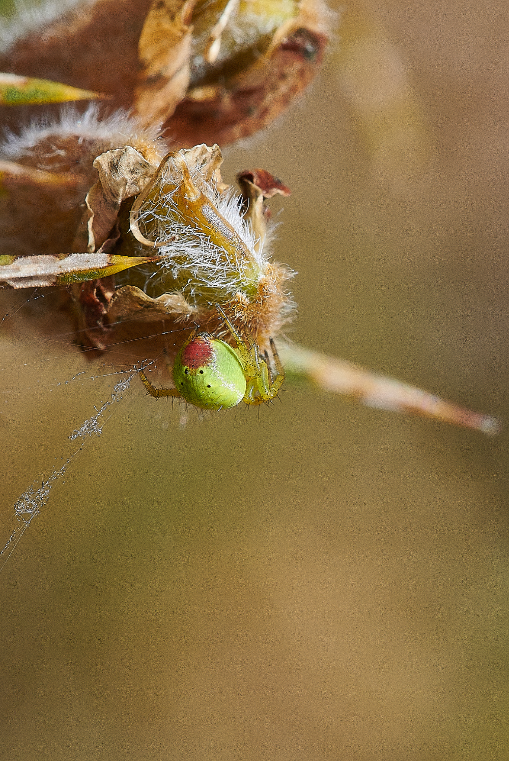 HoughenPlantationSpiderSp020521-1