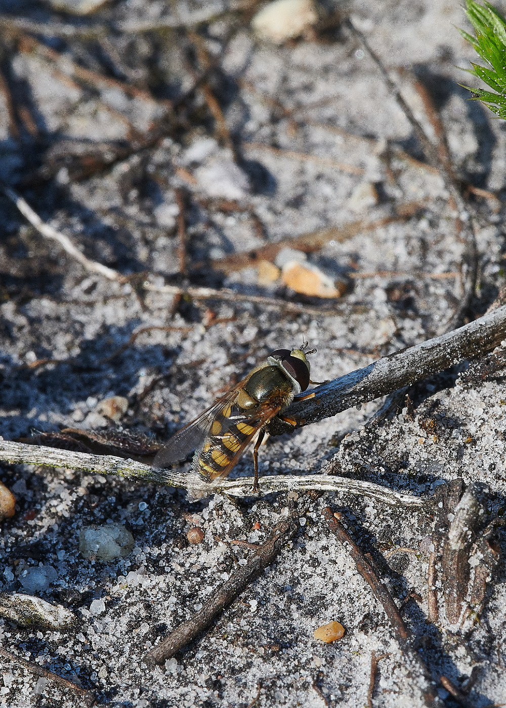 KellingHeathHoverfly2030621