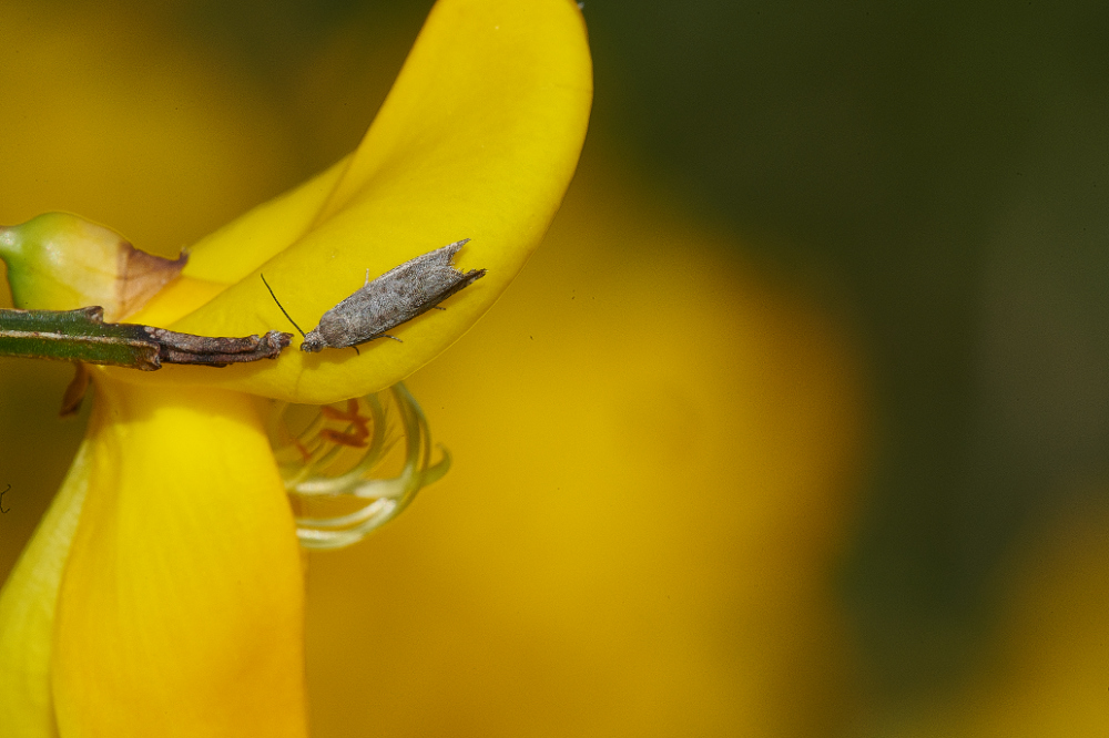 KellingHeathMoth030621-1