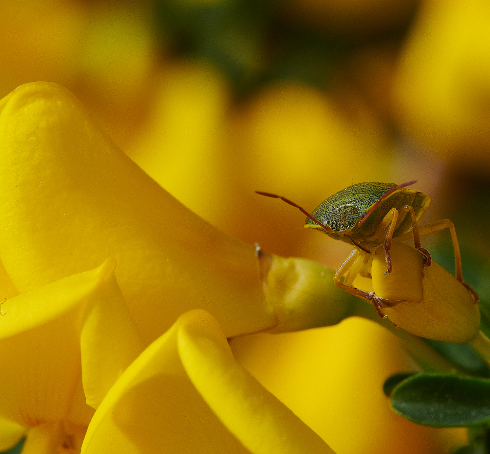 KellingHeathShieldBug030621-1