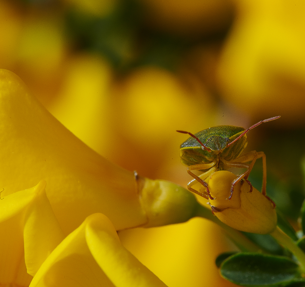 KellingHeathShieldBug030621-2