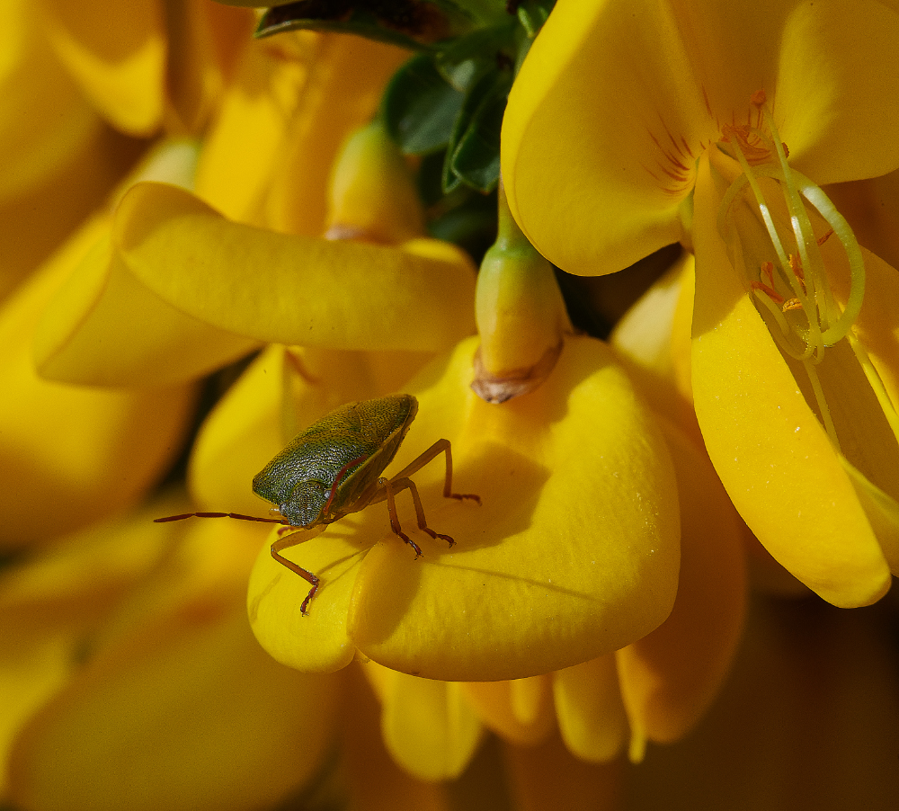 KellingHeathShieldBug030621-3