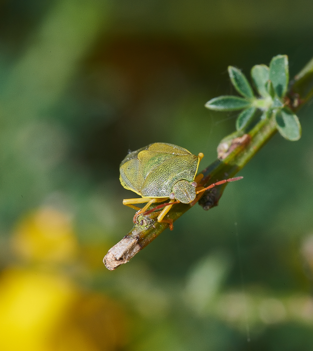 KellingHeathShieldBug030621-6