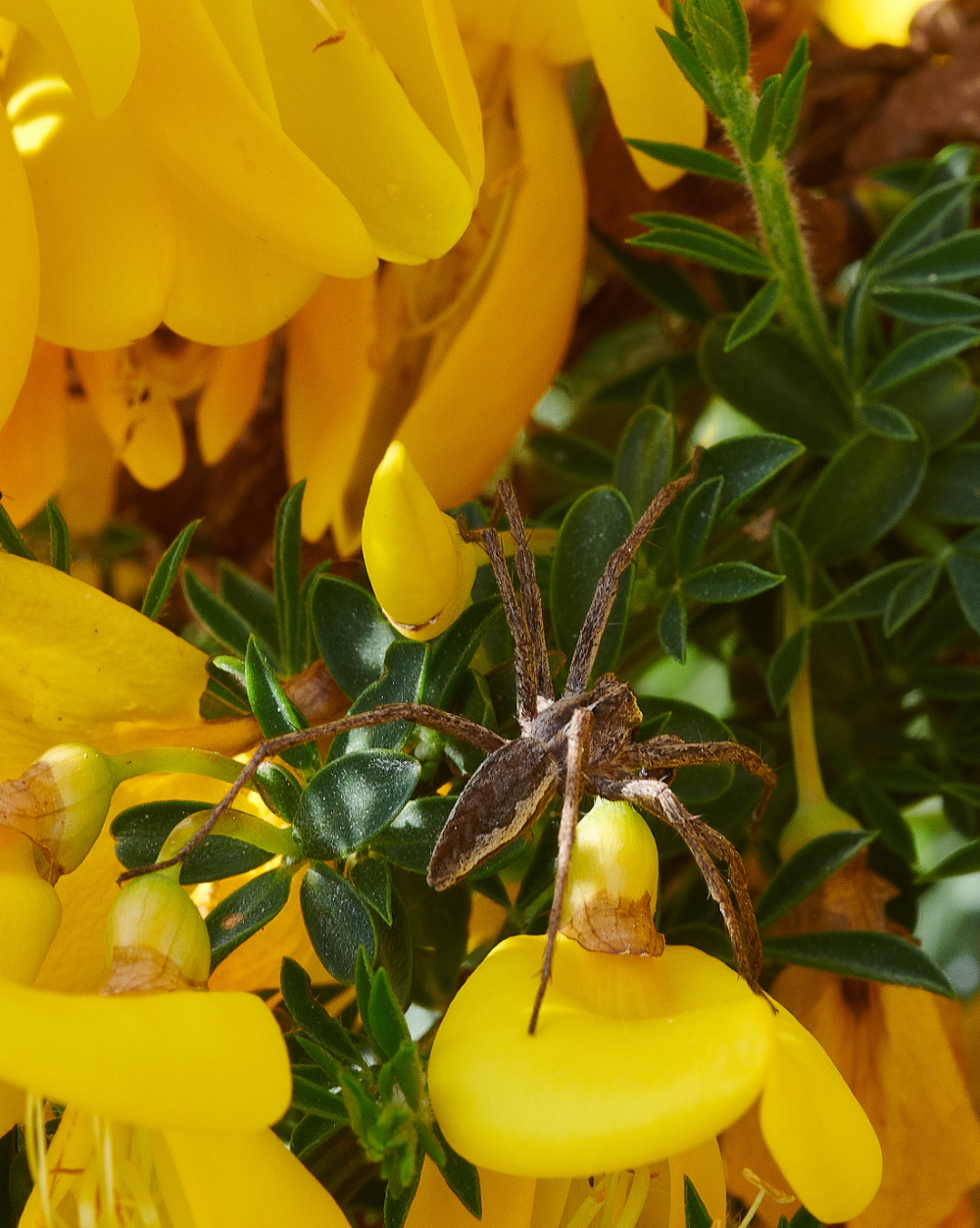 KellingHeathSpiderSp030621-1