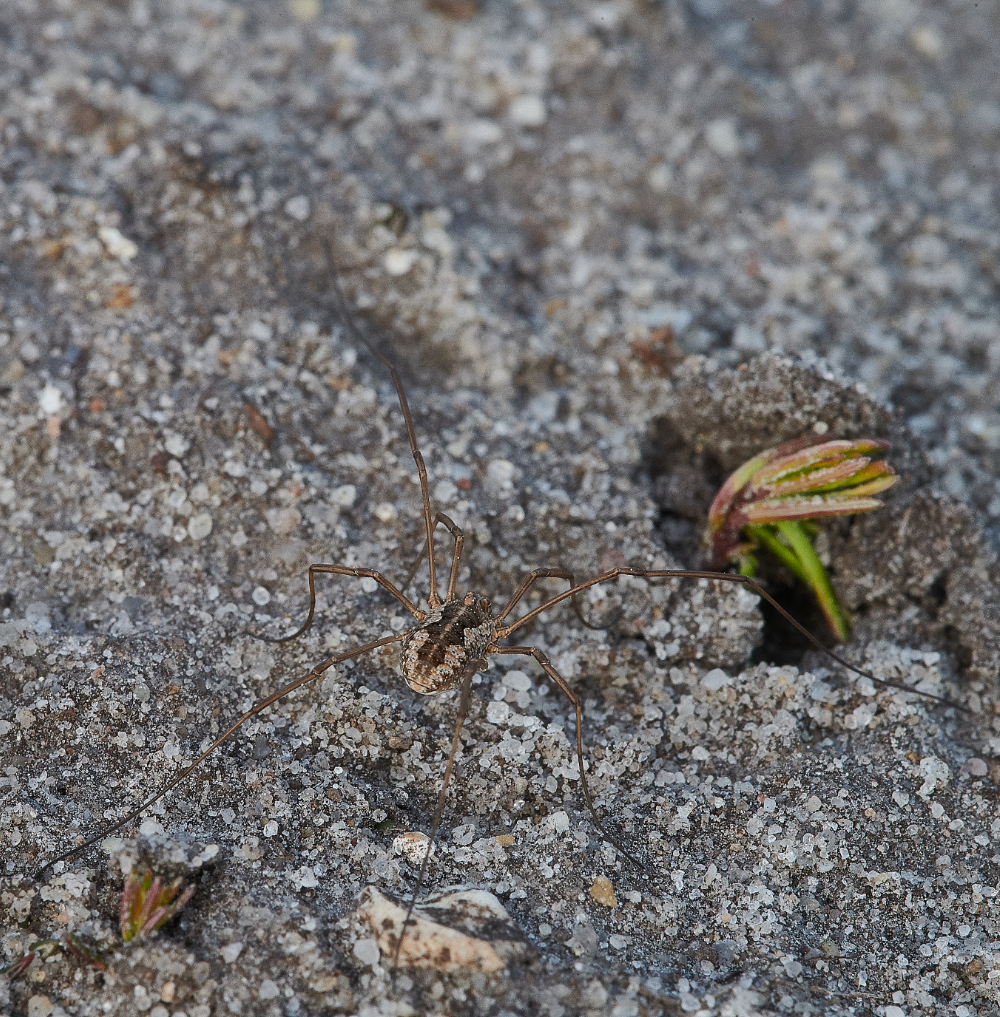 KellingHeathSpiderSp2030621-1