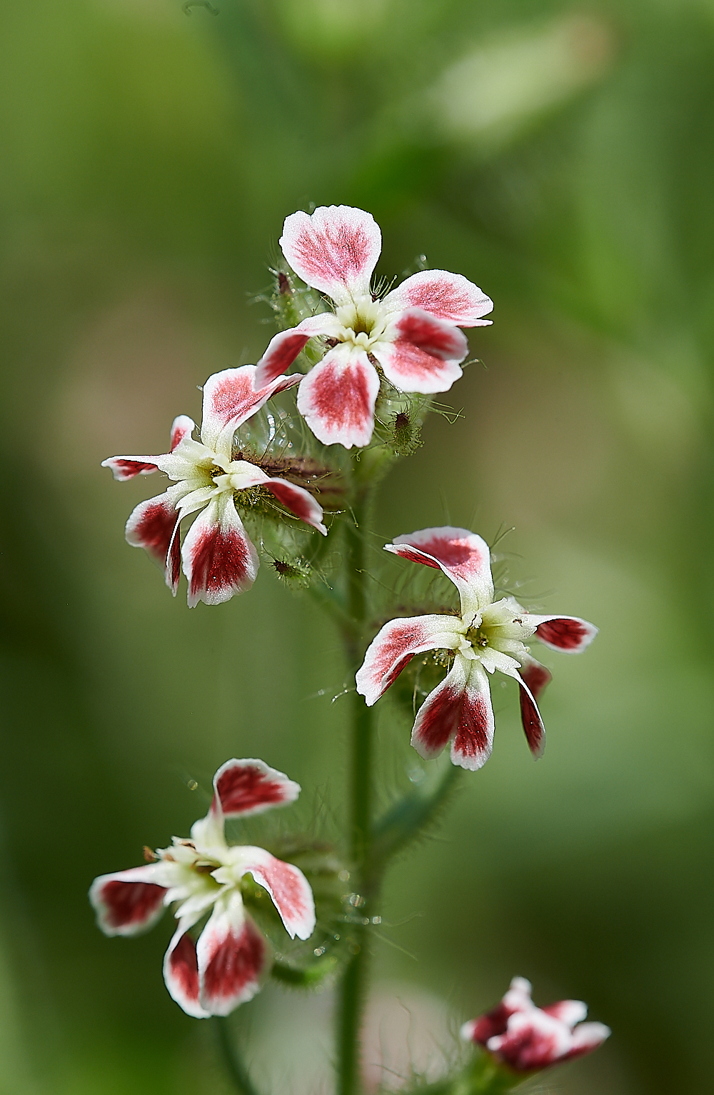 KnaptonCuttingSmallFloweredCatchfly150621-2