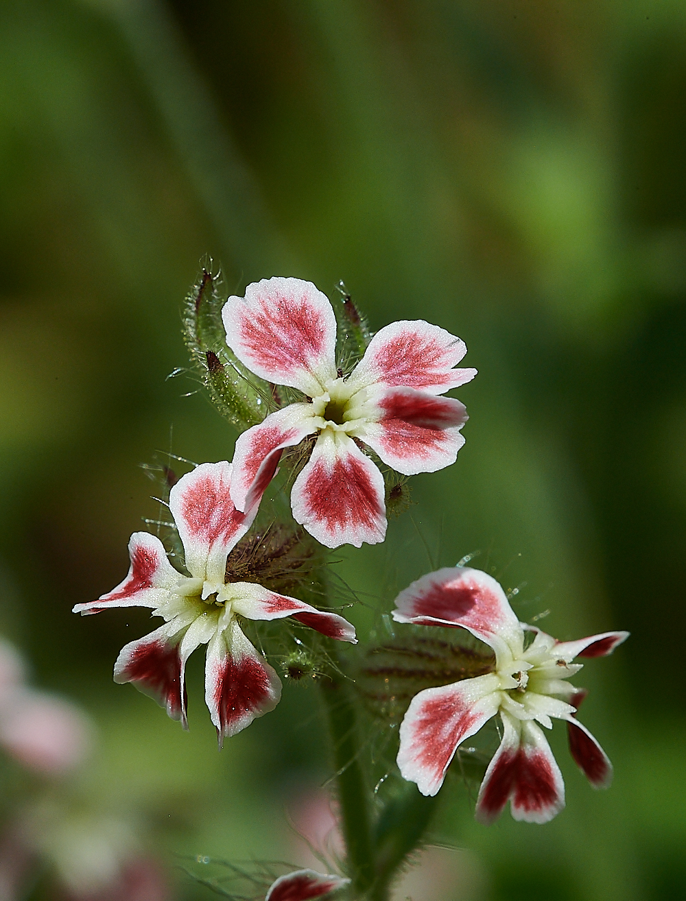 KnaptonCuttingSmallFloweredCatchfly150621-1