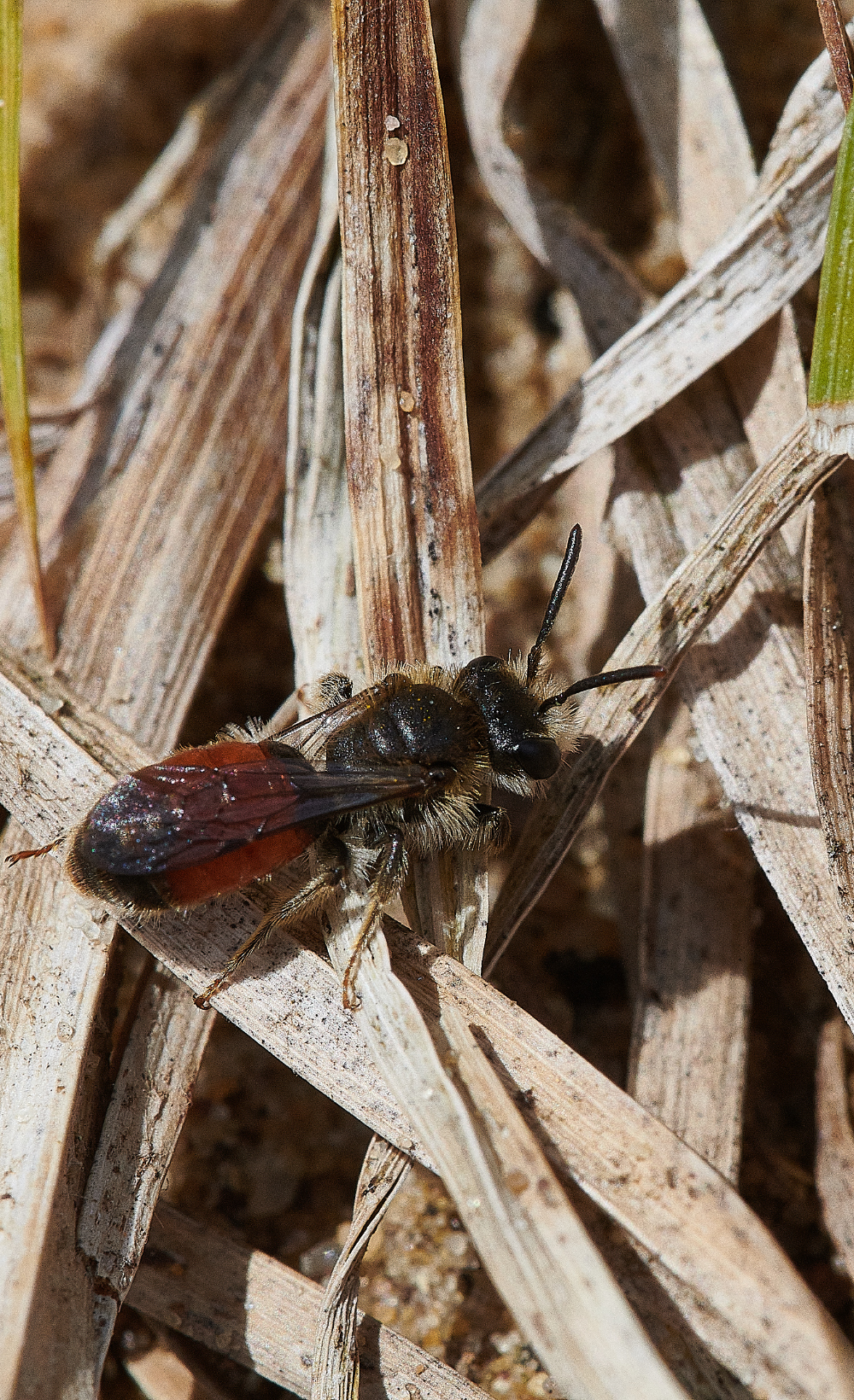 LackfordLakesAlabiata120521-1