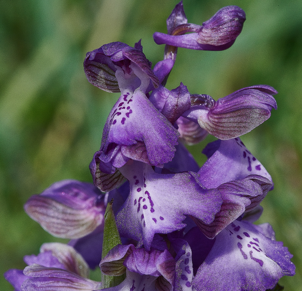 NewBuckenhamCommonGreen-wingedOrchid120521-1