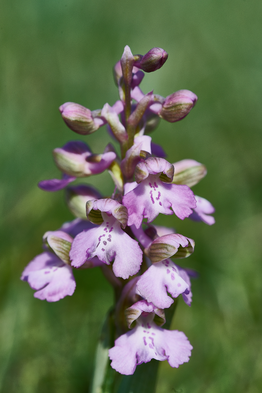 NewBuckenhamCommonGreen-wingedOrchid120521-2