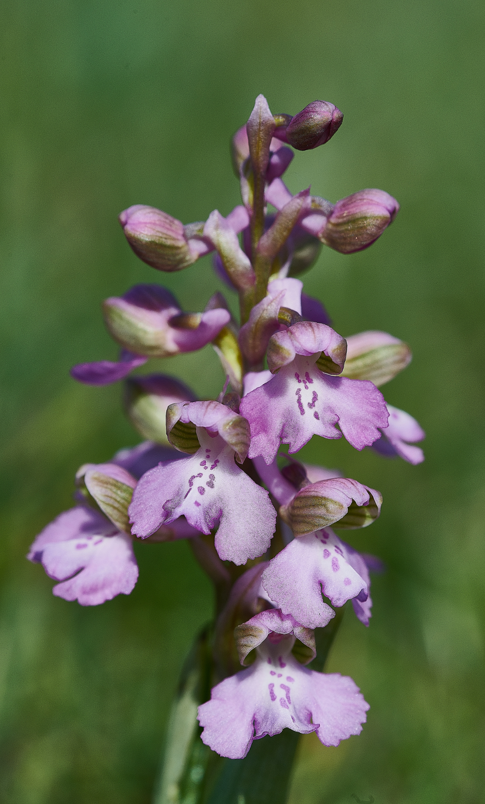 NewBuckenhamCommonGreen-wingedOrchid120521-3