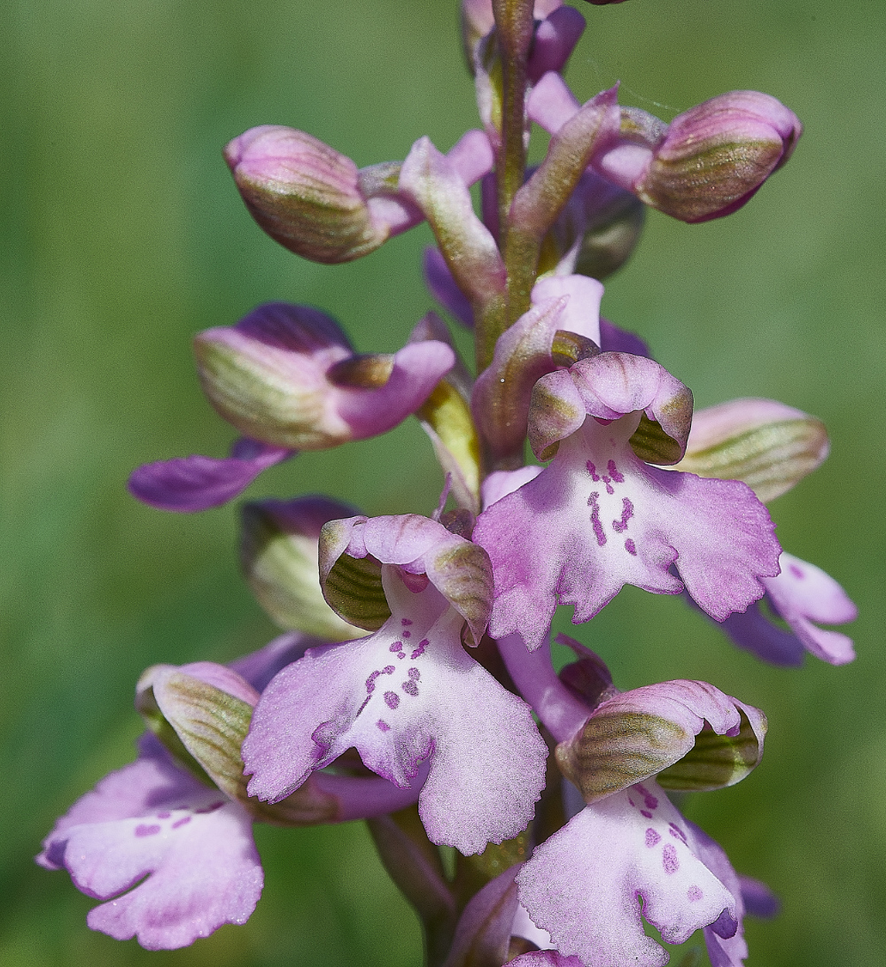 NewBuckenhamCommonGreen-wingedOrchid120521-4