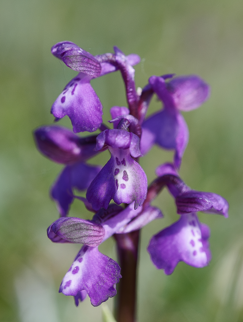 NewBuckenhamCommonGreen-wingedOrchid120521-5