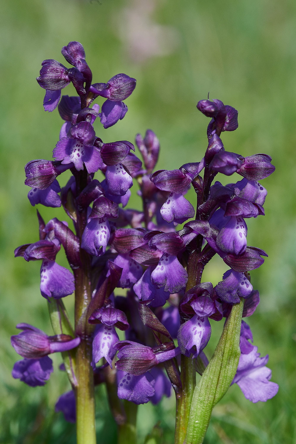 NewBuckenhamCommonGreen-wingedOrchid120521-6