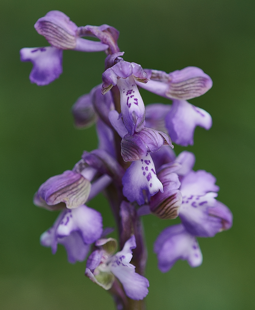 NewBuckenhamCommonGreen-wingedOrchid120521-7