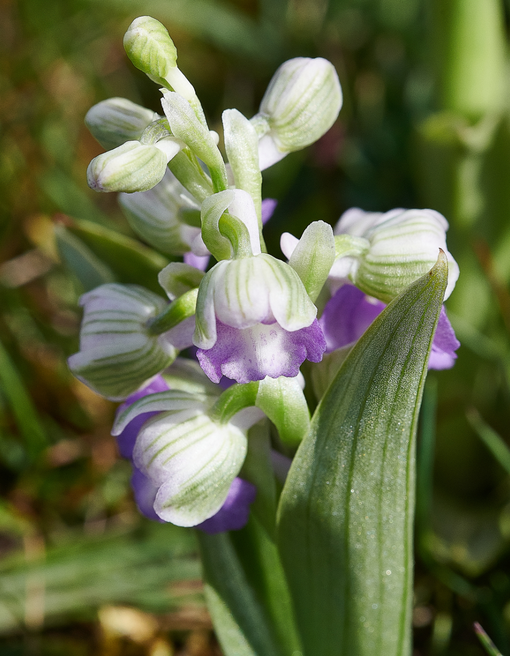 NewBuckenhamCommonGreen-wingedOrchid120521-8