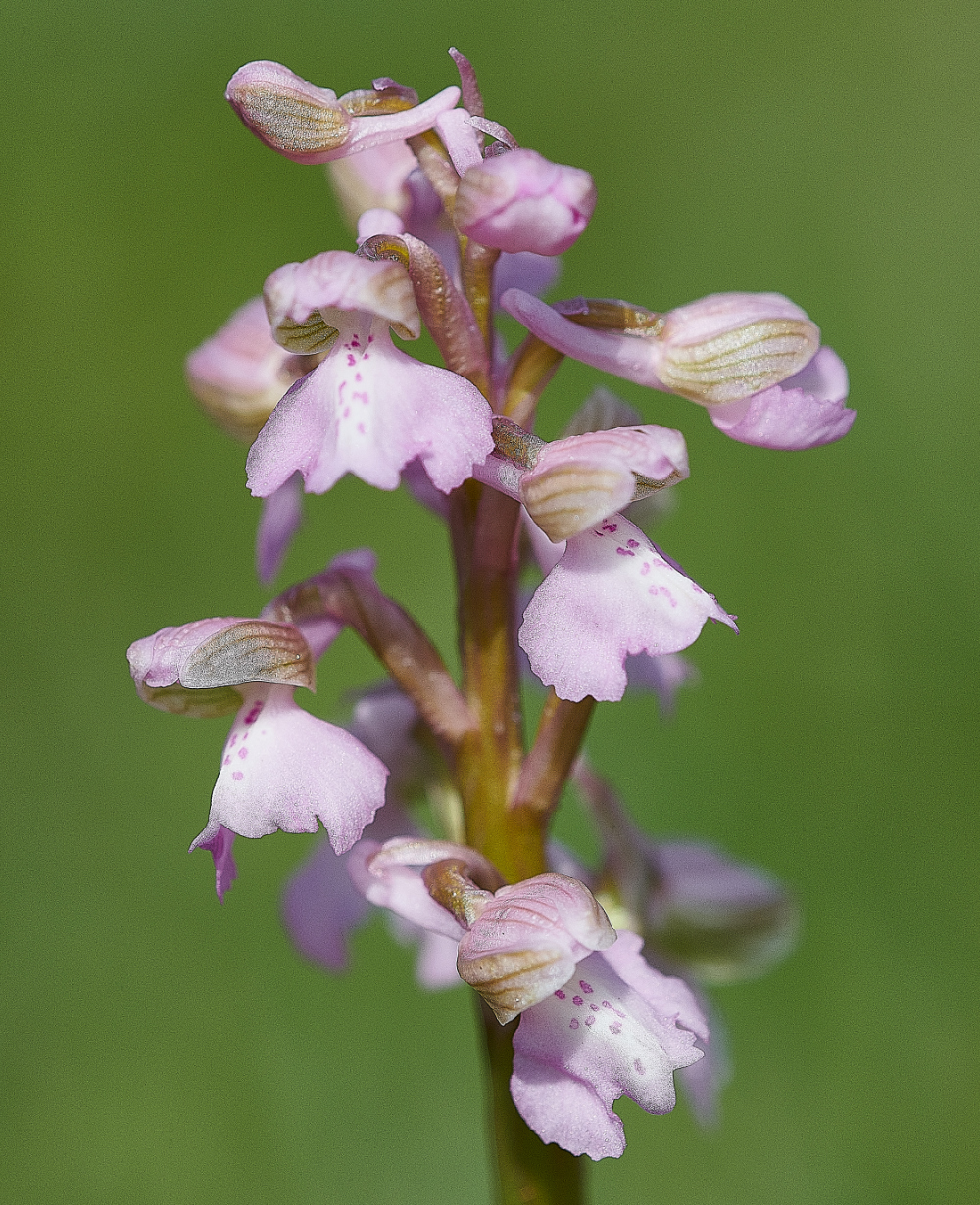 NewBuckenhamCommonGreen-wingedOrchid120521-9