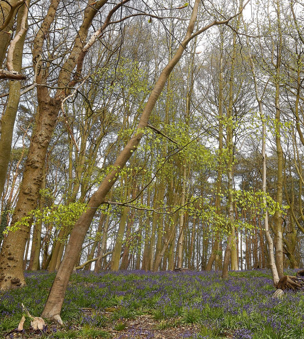 Ruse&#39;sPlantationBluebells300421-1a