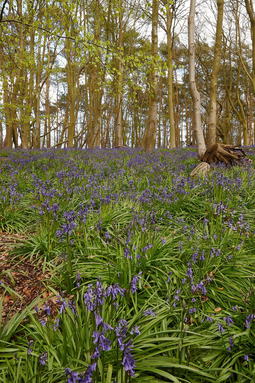 Ruse&#39;sPlantationBluebells300421-2