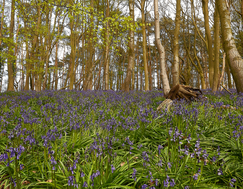 Ruse&#39;sPlantationBluebells300421-3