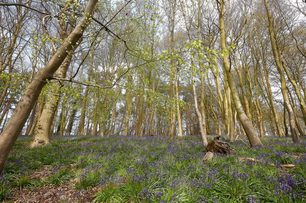 Ruse&#39;sPlantationBluebells300421-7