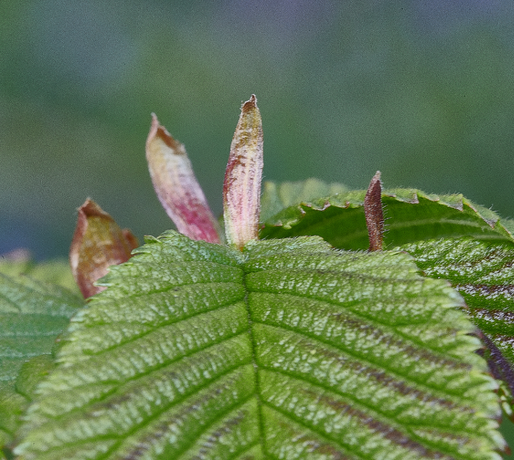 Ruse&#39;sPlantationHazel300421-1