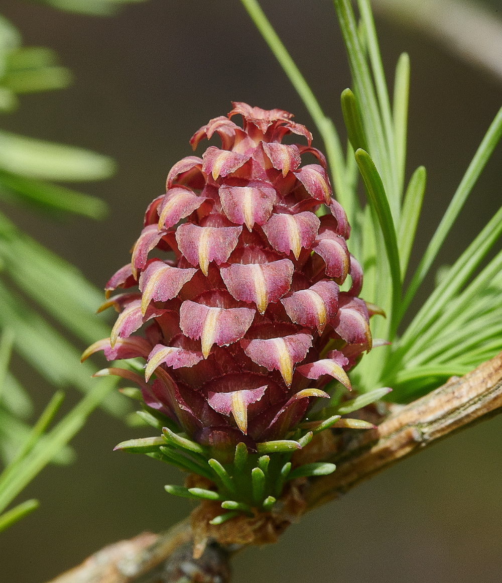 Ruse&#39;sPlantationLarch300421-3