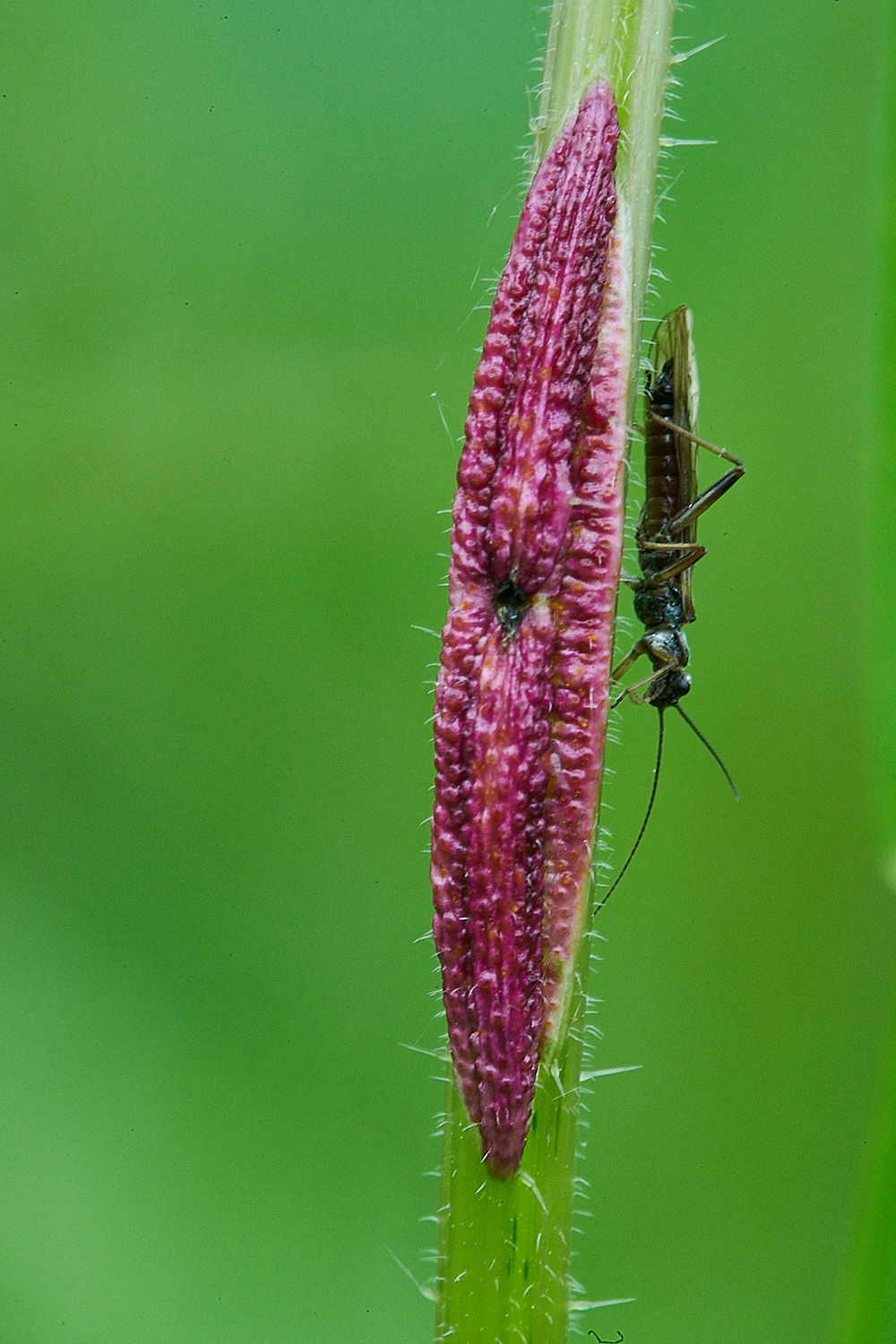 SmallburghFen?060621-1