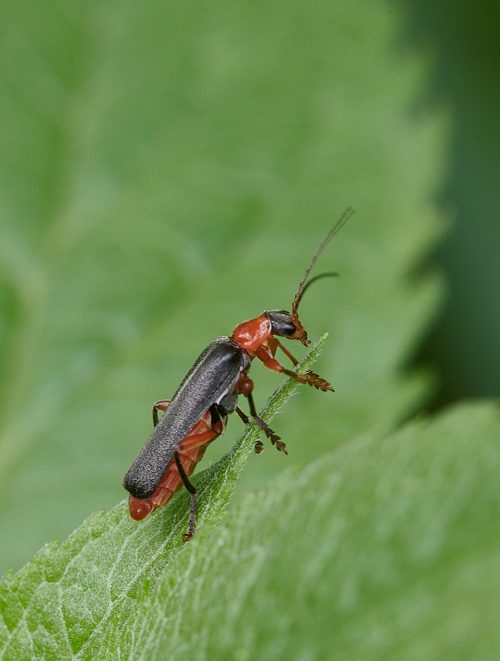 SmallburghFenBeetle060621-1