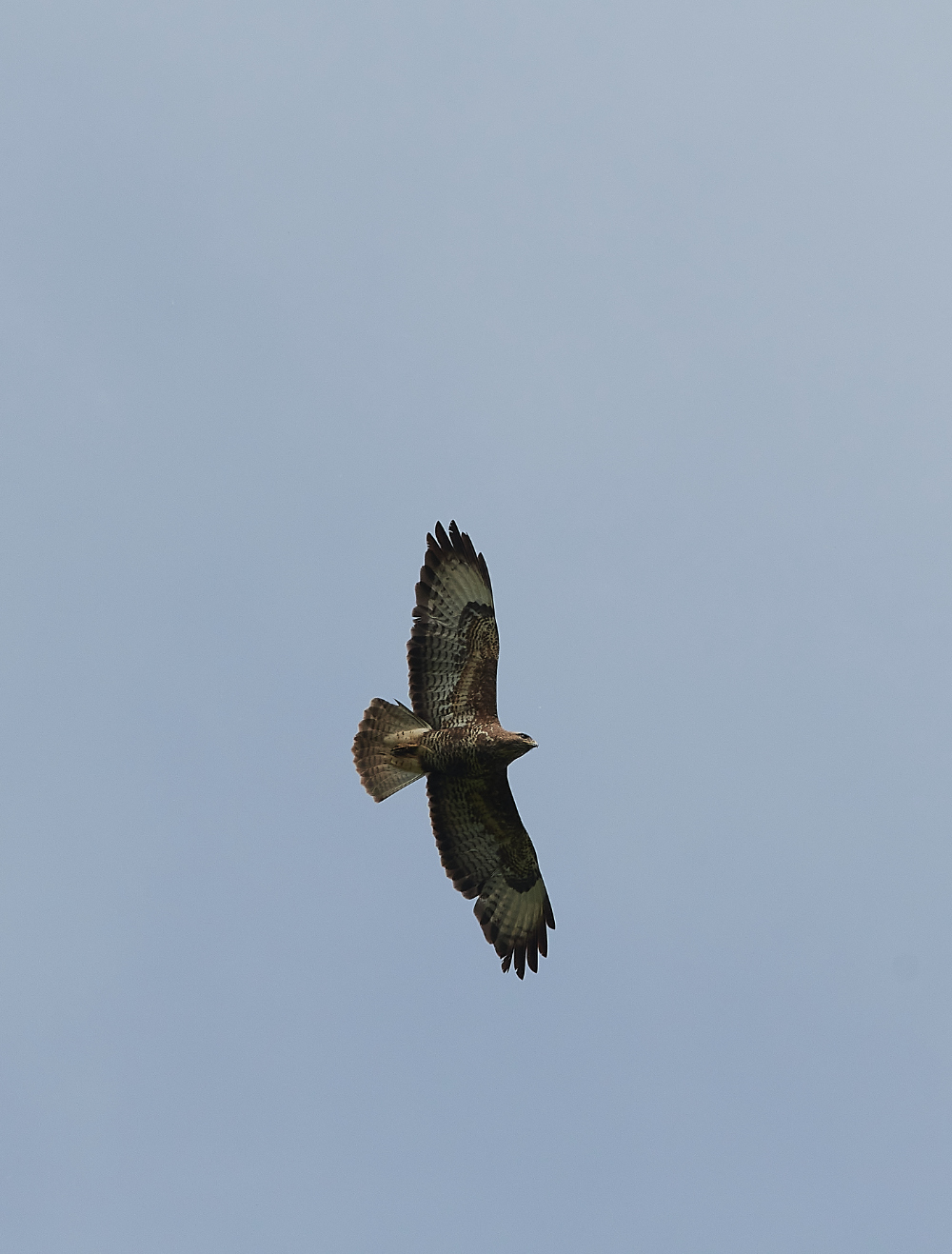 SmallburghFenBuzzard060621-1