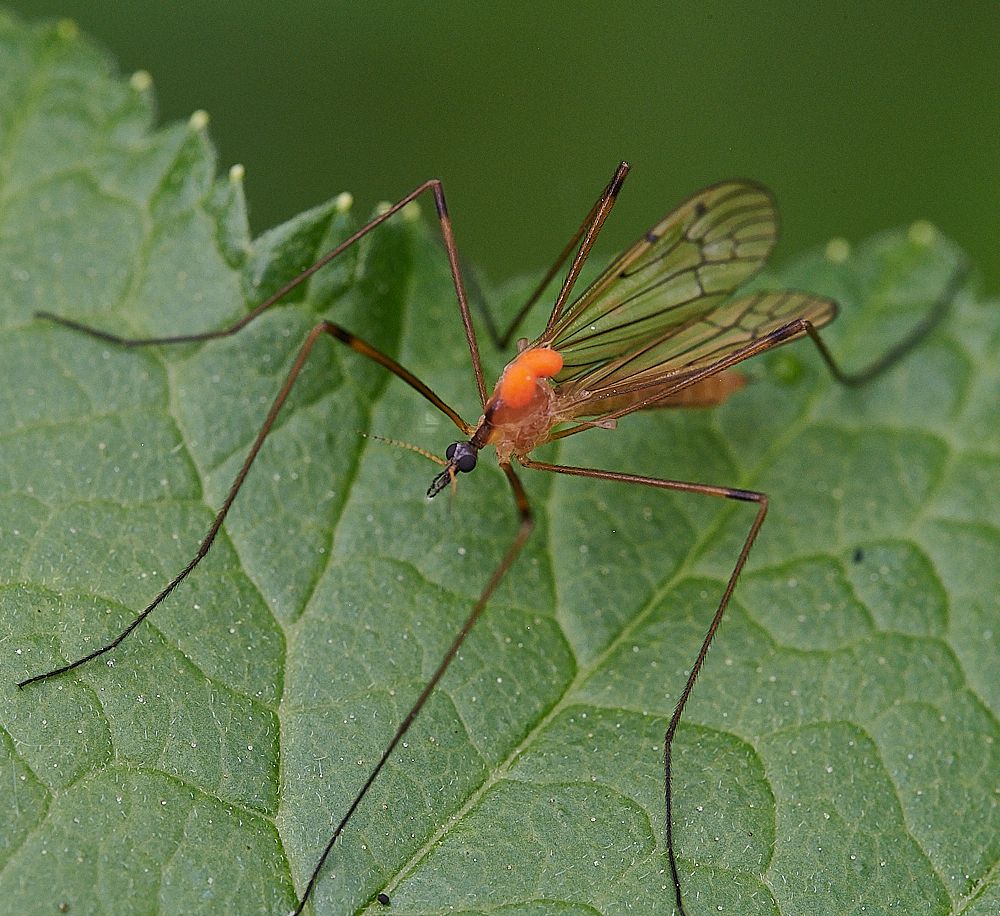 SmallburghFenCraneFly060621-1